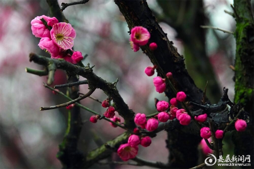 1.早梅花嫩春风至