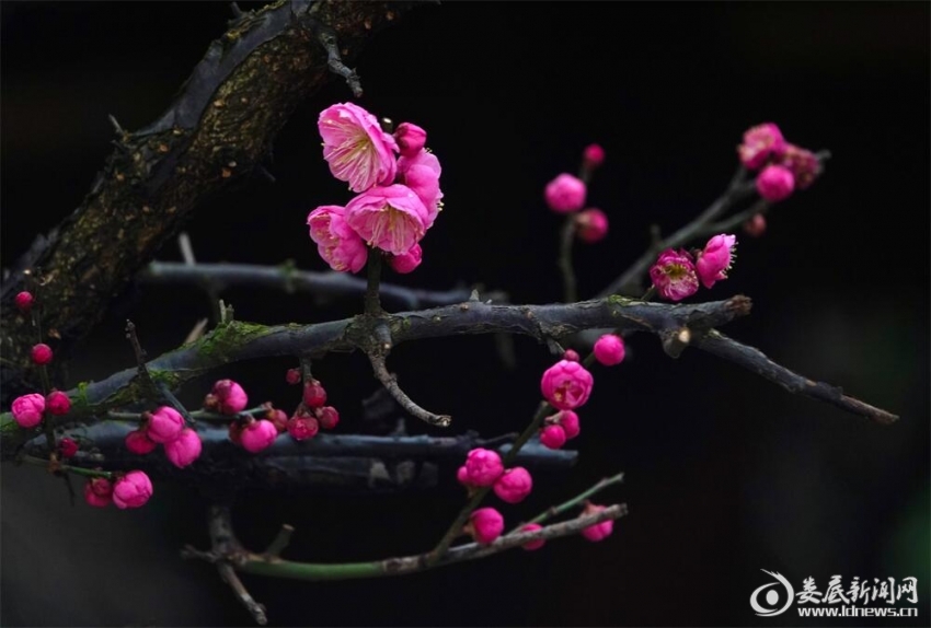 3.清风细雨湿芳蕊