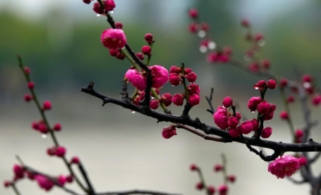 【大美娄底】立春：和风细雨润芳踪