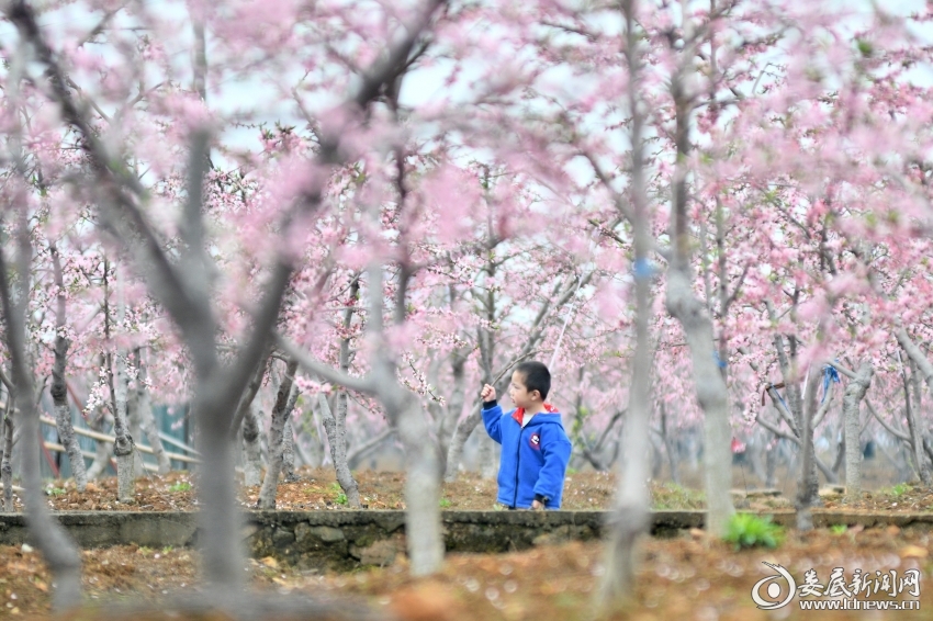 杏子铺镇桃花节  李建新 摄