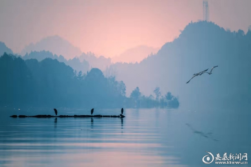 10.薄雾晨光鹭影（刘峰 摄）